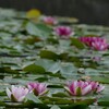睡蓮　水辺の花壇