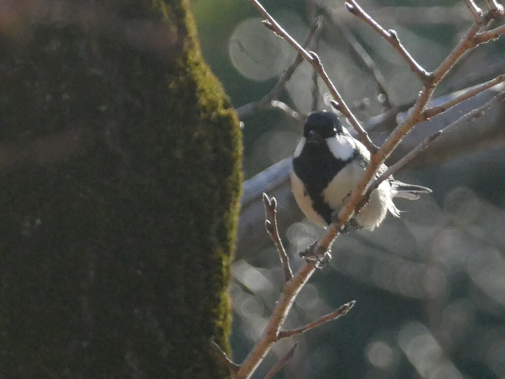 小枝から小枝に