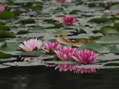 睡蓮　梅雨の晴れ間に