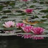 睡蓮　梅雨の晴れ間に