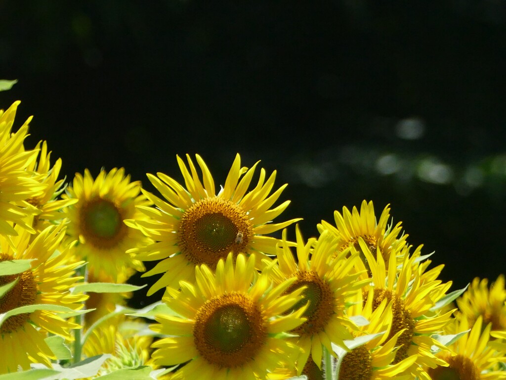 森の中の太陽