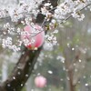 さくら色の風に
