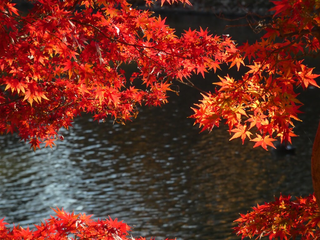 紅葉