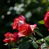 初夏の陽気に誘われて