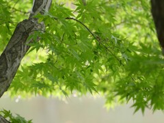 蒼い秋みつけた