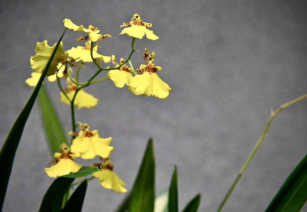 オンシジューム