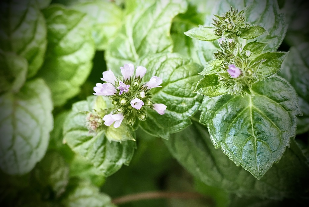 アップルミント１mmの花