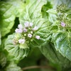 アップルミント１mmの花