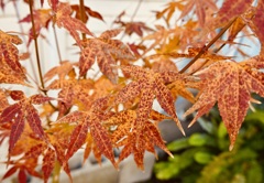 我が家のモミジは病気です。