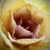 花キャベツ