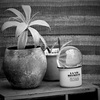 植物