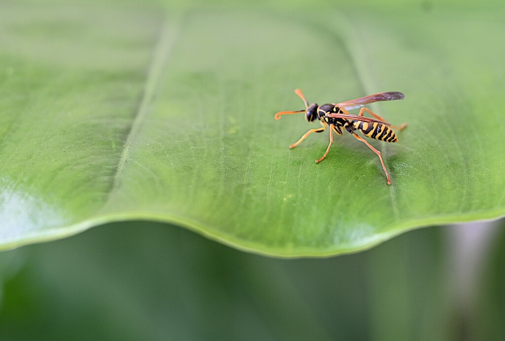 弱ってしまった、スズメバチ