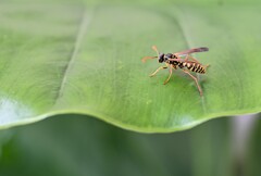 弱ってしまった、スズメバチ