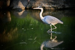 青鷺が飛んできた！！