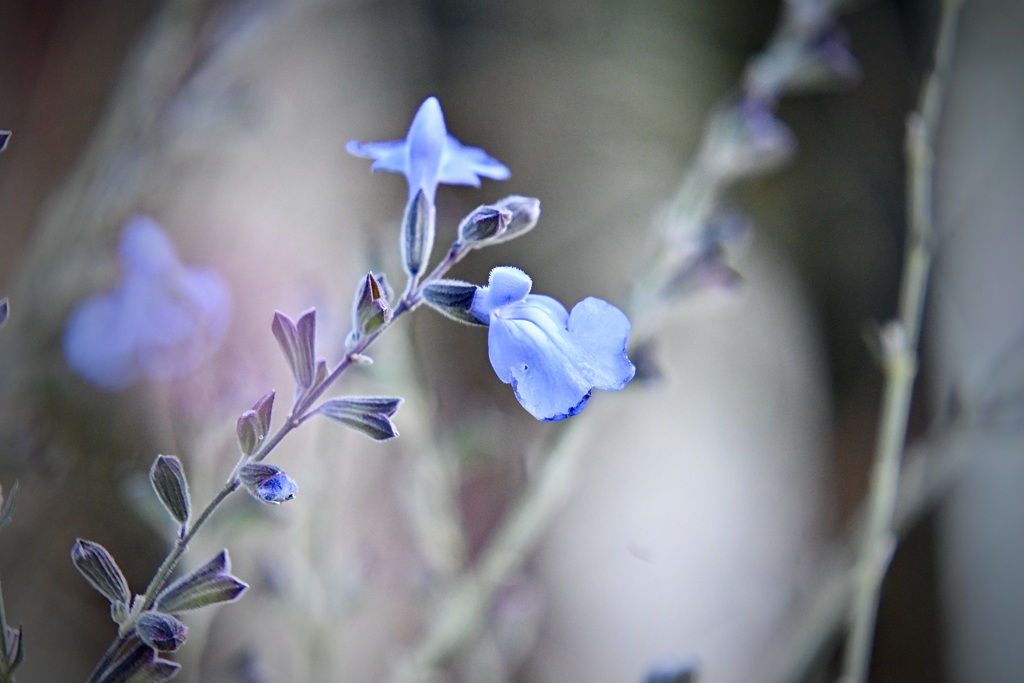 サルビア、アズレア