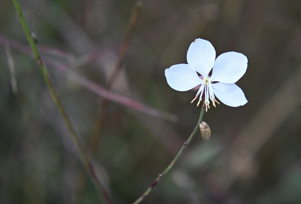 ガウラ　　ハクチョウソウ