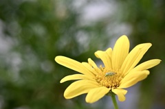 マーガレットと3mmの虫