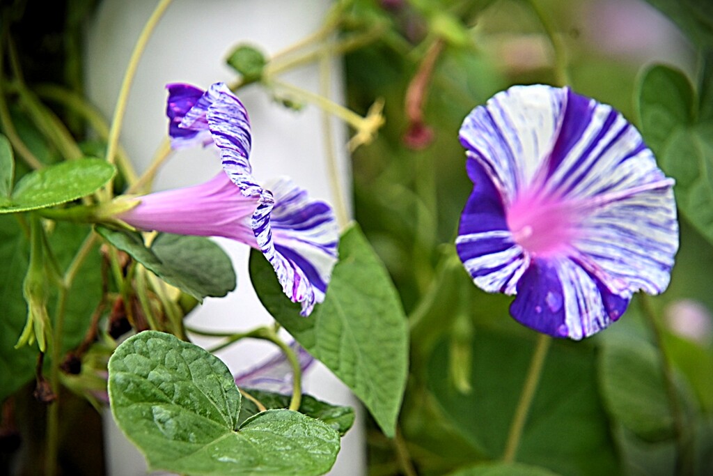 朝顔たち、、、