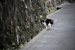 着いてくるか？？