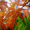 紅葉　斑点