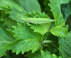 紫蘇が好きな、親子バッタ