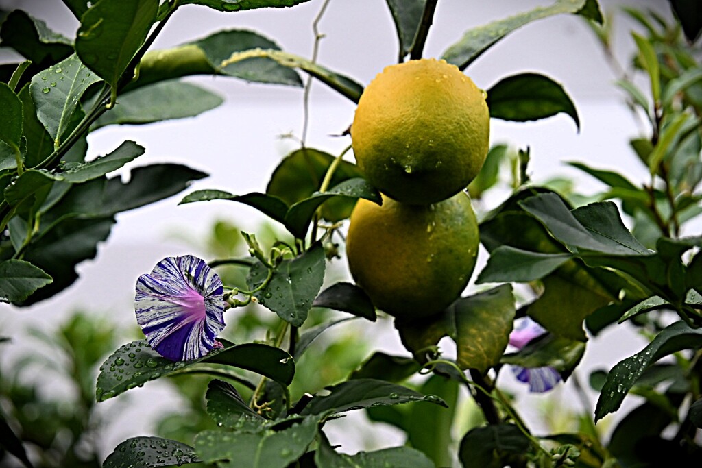 朝顔と檸檬