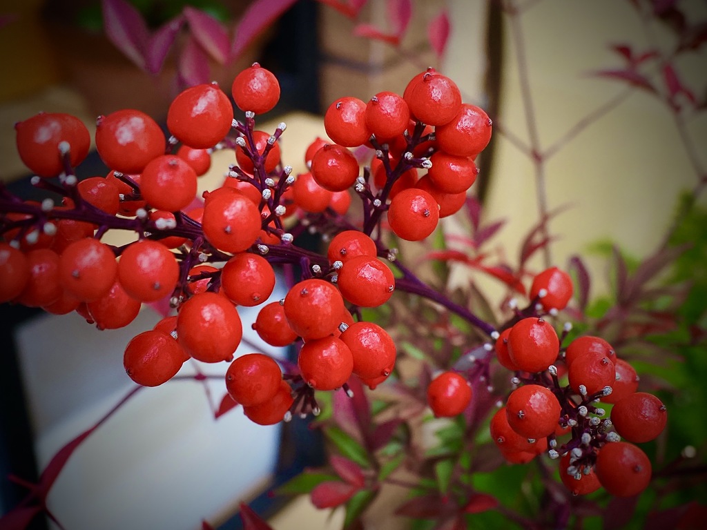 真っ赤な南天の実