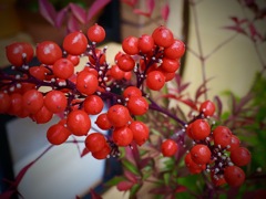 真っ赤な南天の実