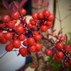真っ赤な南天の実