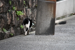 わしはさる、、、いいえあなたは猫ですよ。
