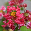 百日紅