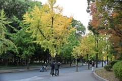 今日、１１月１５日の大阪城のイチョウ