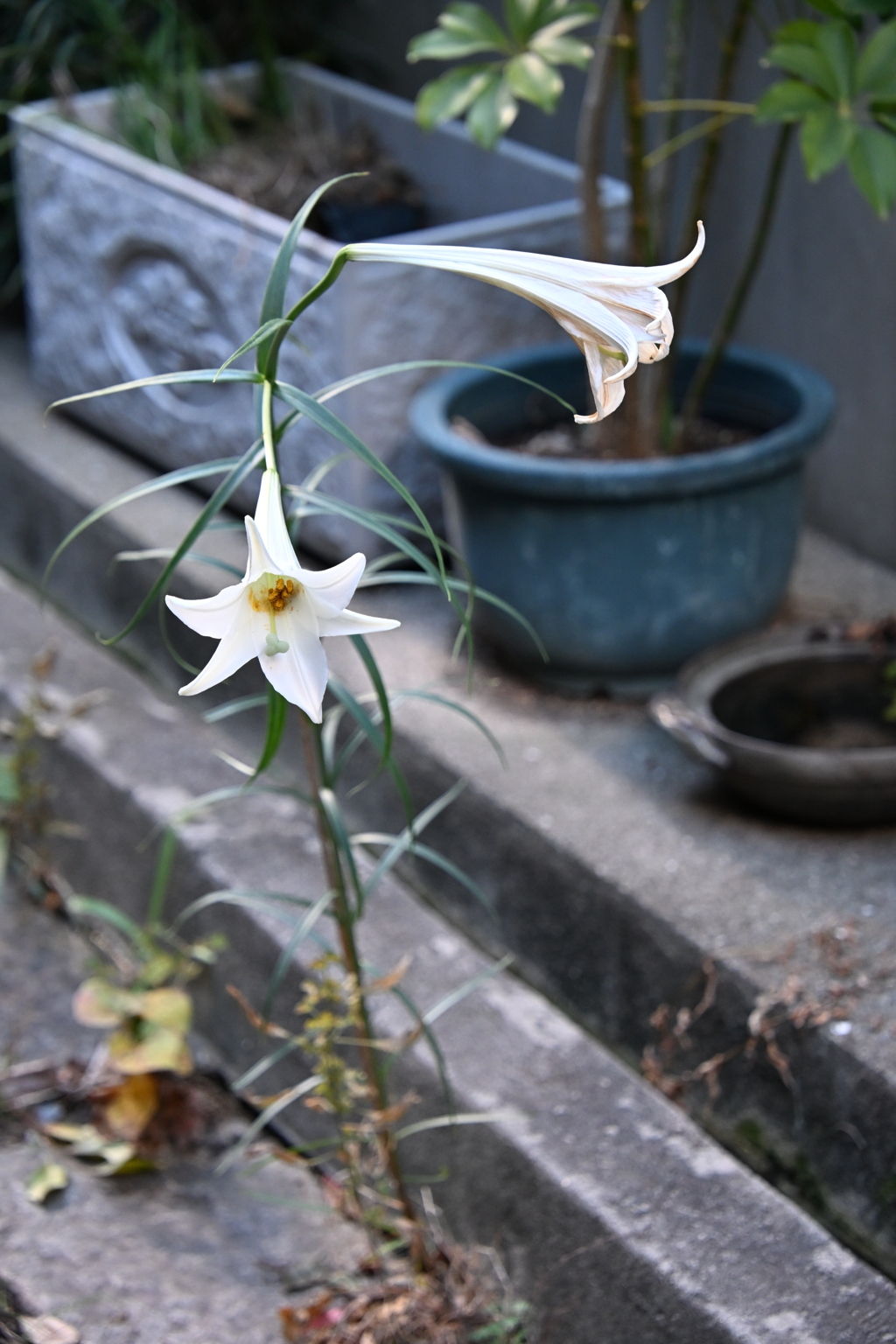 石畳の間からいま、、、、、？