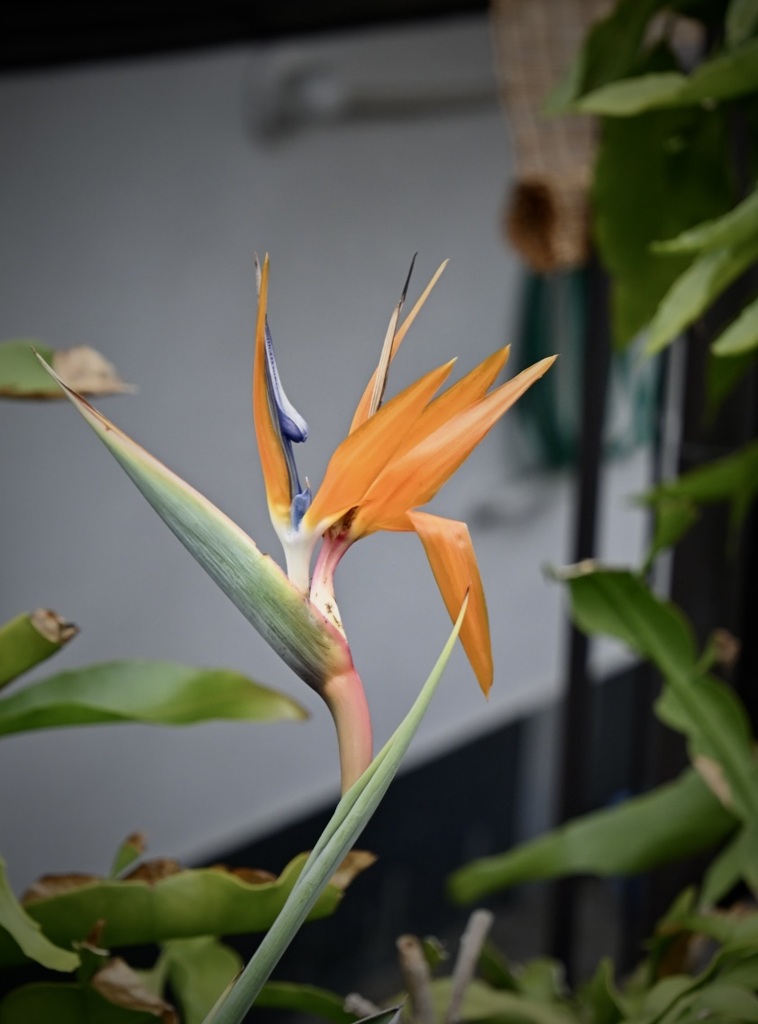 極楽鳥花、、、谷六