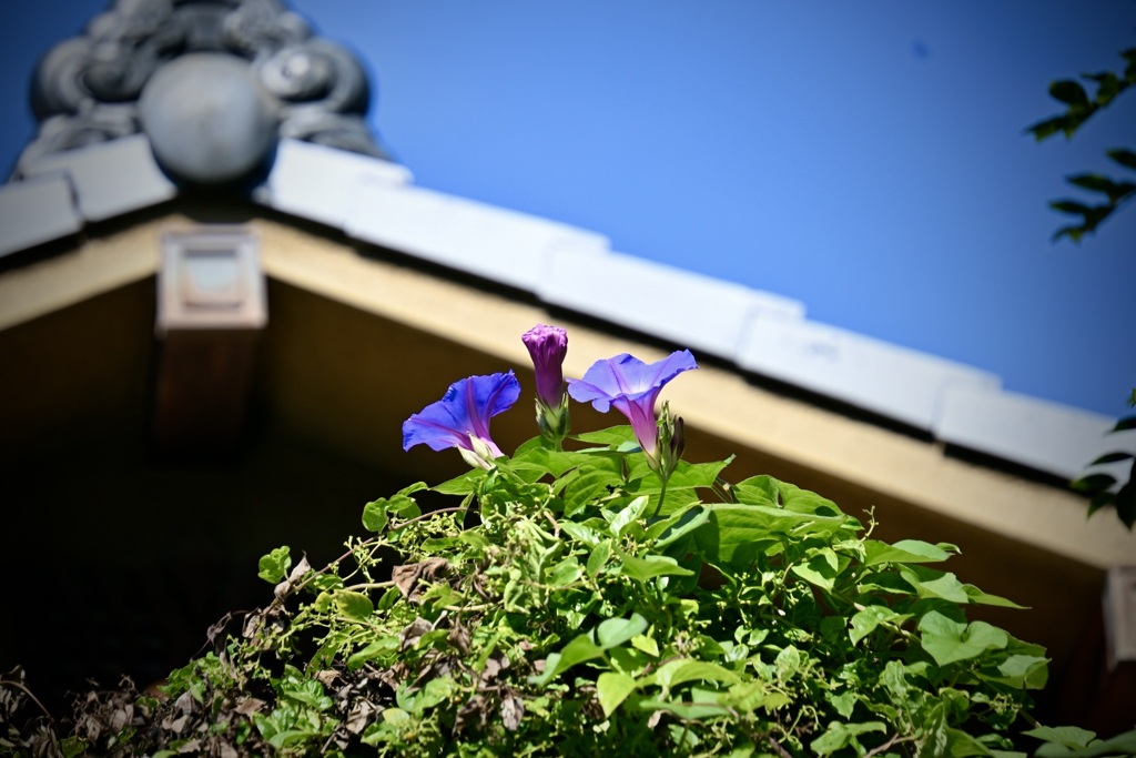 屋根の上のオーシャンブルー