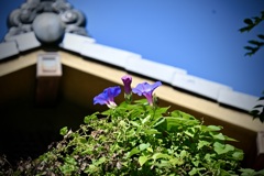 屋根の上のオーシャンブルー