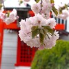 八重桜