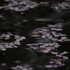 散り桜