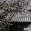 桜の樹の下で