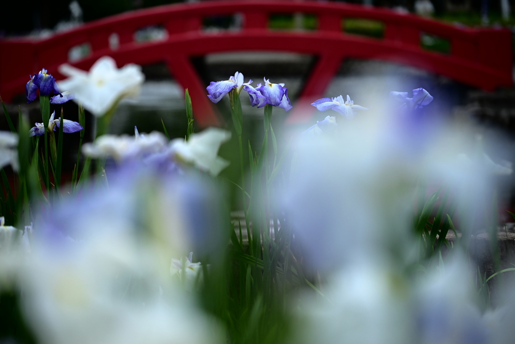 朱い橋と花菖蒲