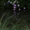水辺の紫陽花