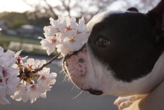桜と犬