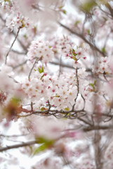 動物園の桜