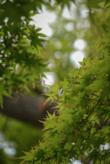 緑と桜の花びら