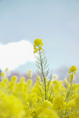 一際高い菜の花