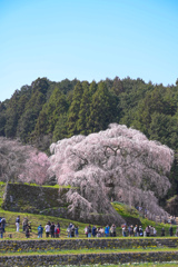又兵衛桜(本郷の瀧桜)