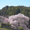 又兵衛桜(本郷の瀧桜)