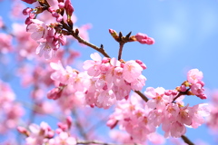 青空と桜