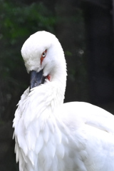 コウノトリ