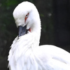コウノトリ